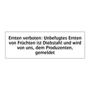 Ernten verboten: Unbefugtes Ernten von Früchten ist Diebstahl und wird von uns, dem Produzenten, gemeldet