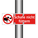 Schafe nicht füttern