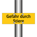 Gefahr durch Stiere