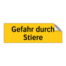 Gefahr durch Stiere
