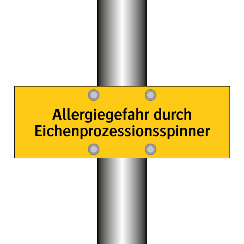 Allergiegefahr durch Eichenprozessionsspinner