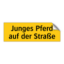 Junges Pferd auf der Straße