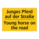 Junges Pferd auf der Straße - Young horse on the road