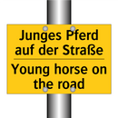 Junges Pferd auf der Straße - Young horse on the road