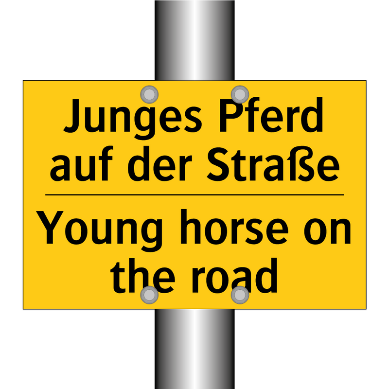 Junges Pferd auf der Straße - Young horse on the road