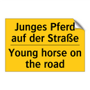 Junges Pferd auf der Straße - Young horse on the road