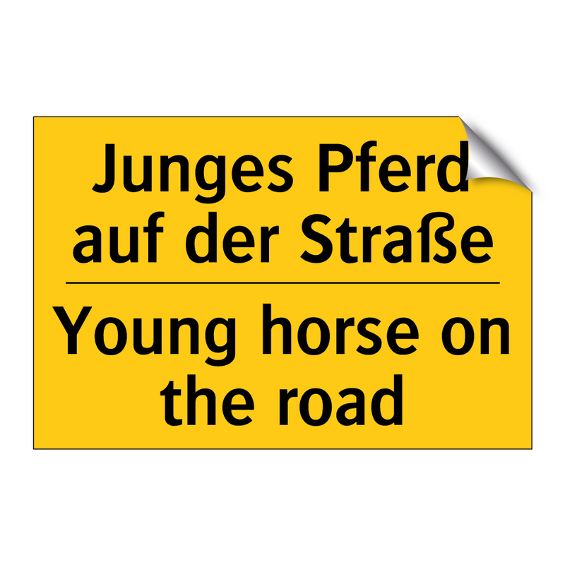 Junges Pferd auf der Straße - Young horse on the road