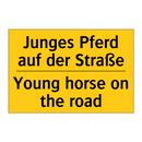 Junges Pferd auf der Straße - Young horse on the road