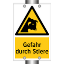 Gefahr durch Stiere