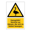 Gansgefahr! Vorsicht vor Gänsen, die sich im Gebiet bewegen.