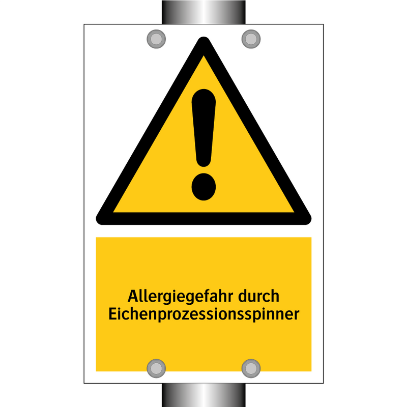 Allergiegefahr durch Eichenprozessionsspinner