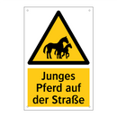 Junges Pferd auf der Straße