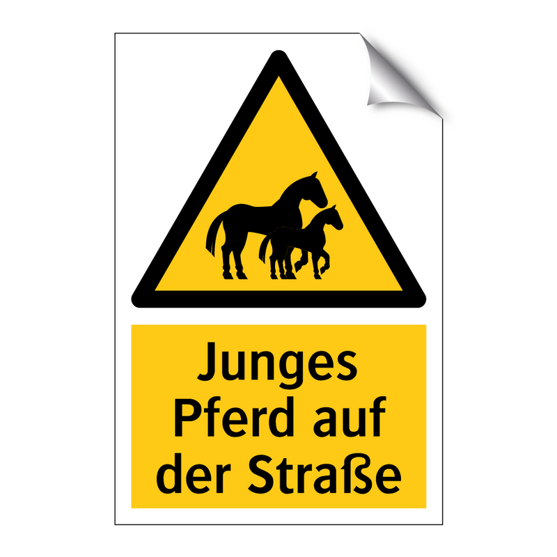 Junges Pferd auf der Straße